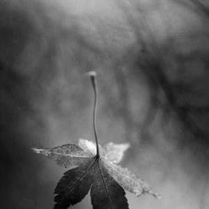 Meet your Posher, Mims